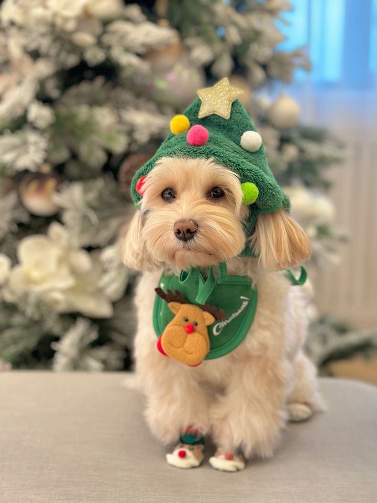 Pet Christmas Costume Set